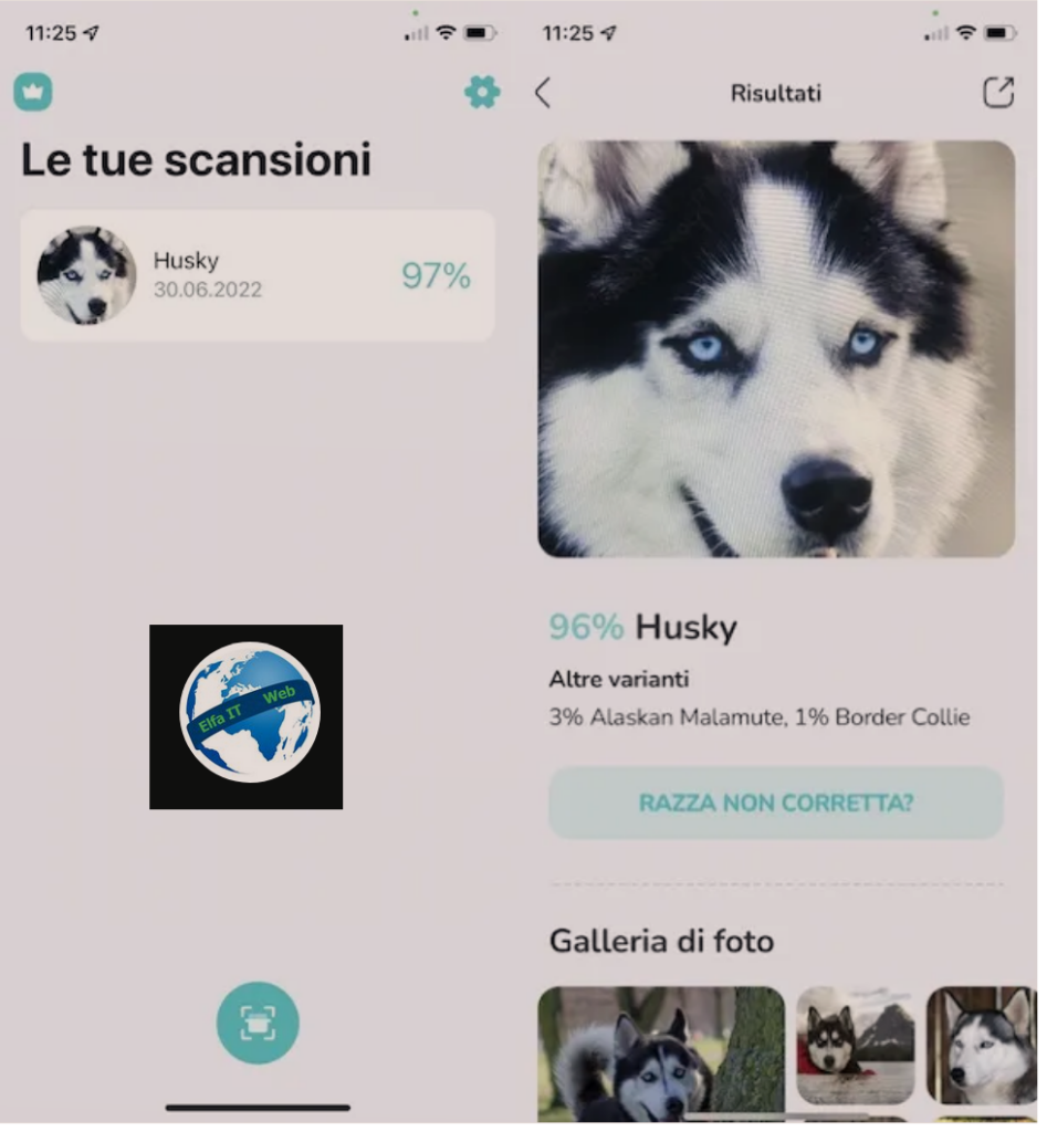 App per te njohur racen e qenit