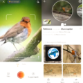 App per te njohur zogjte